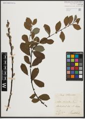 Foto von Salix aurita L.